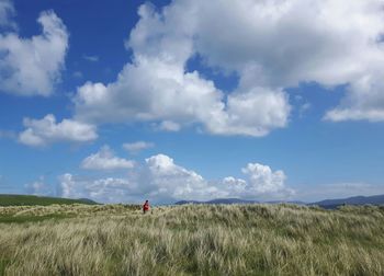 Scenic view of wheat field against sky
