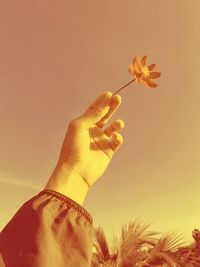 Close-up of hand holding flowering plant against orange sky