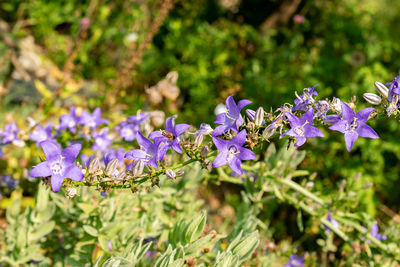 Close-up of purple flowering plants