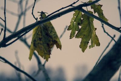 Close-up of tree branch against sky