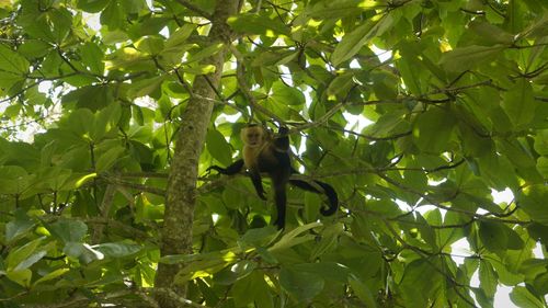 Low angle view of birds perching on branch