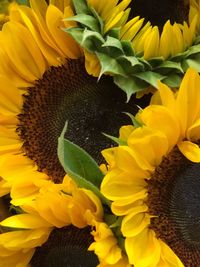 Close-up of sunflower