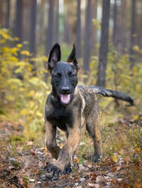 Dog running on field