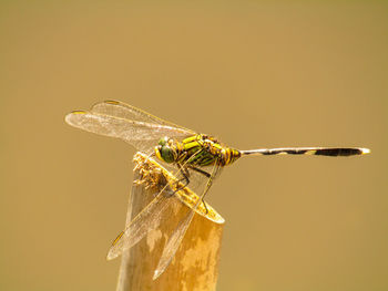 Close-up of dragonfly on plant