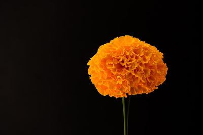 Single marigold stem on a black background with room for copy
