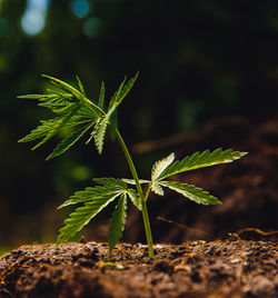 Close-up of plant growing on field