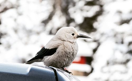 Close-up of bird perching on car