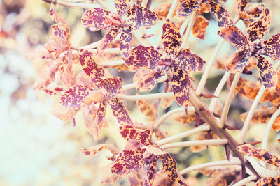 Close-up of pink flowering plant