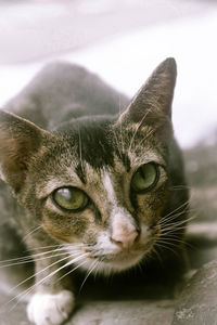 Close-up portrait of cat