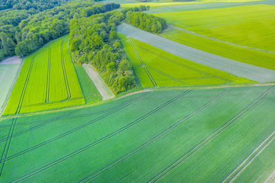 Scenic view of agricultural field