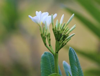 Close-up of white flowering plant