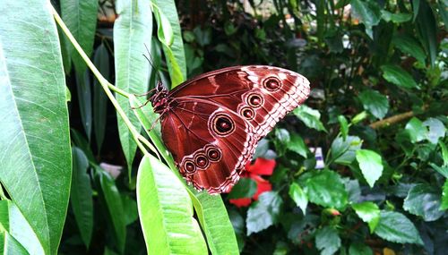 Close-up of butterfly on leaf