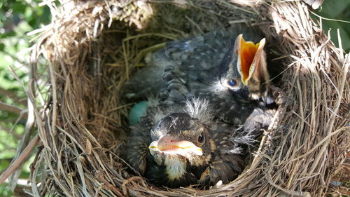 Close-up of birds in nest