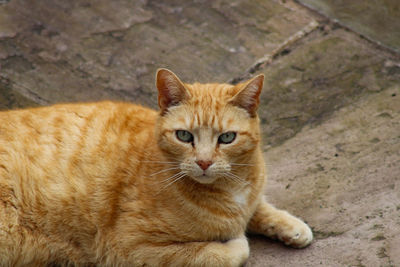 Portrait of tabby cat relaxing outdoors