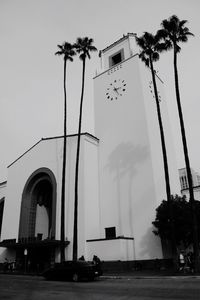 Low angle view of palm trees