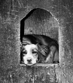 Close-up portrait of dog peeking through hole