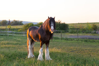 Tall handsome chestnut clydesdale horse standing in field