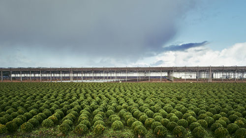 Scenic view of agricultural field against sky