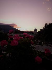 Pink flowers blooming against sky at sunset