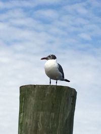 Bird perching on wooden post