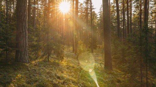 Trees in forest