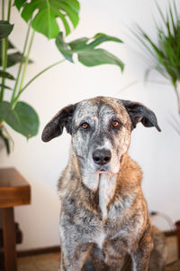 Close-up portrait of a dog at home