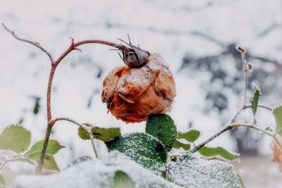 Close-up of dry plant during winter