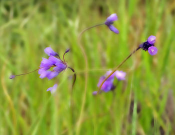 Close-up of purple flowering plant