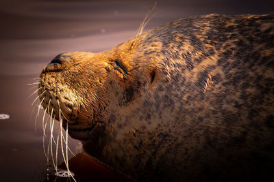 Close-up of an animal