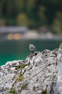 Close-up of bird perching on rock