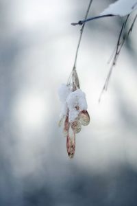 Close-up of frozen plant hanging on branch