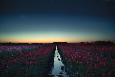 Scenic view of field against sky at night