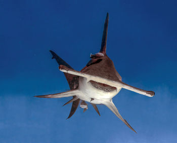 A great hammerhead - sphyrna mokarran - in bimini, bahamas