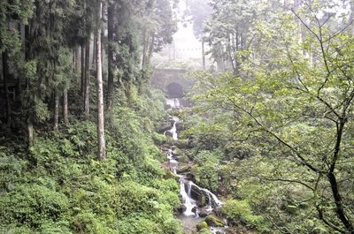 Scenic view of forest