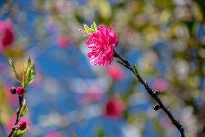 Close-up of pink flowering plant