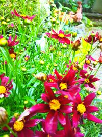 Close-up of red flowering plants