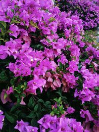 Close-up of pink flowers