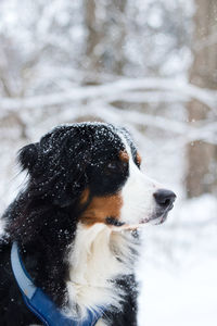 Dog looking away in snow