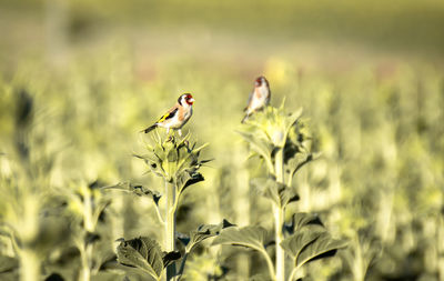 Bird perching on a plant