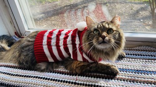 Portrait of cat relaxing on window sill