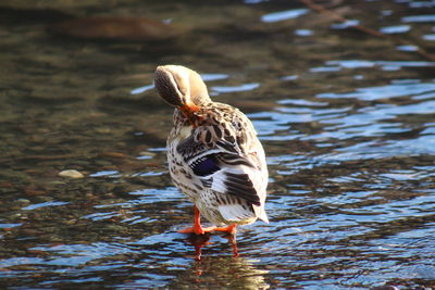 Duck on the river