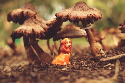 Close-up of mushrooms on field