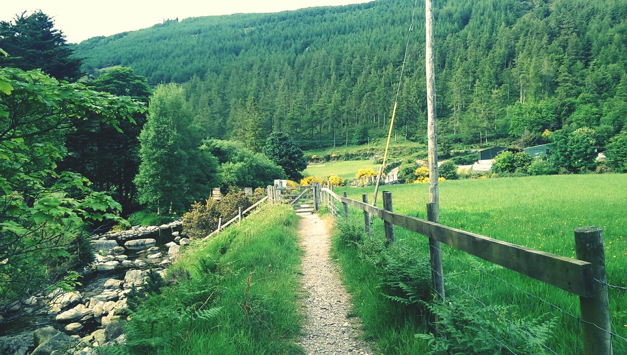 green color, grass, fence, tree, growth, tranquility, landscape, tranquil scene, field, nature, beauty in nature, scenics, the way forward, footpath, rural scene, plant, grassy, agriculture, in a row, green