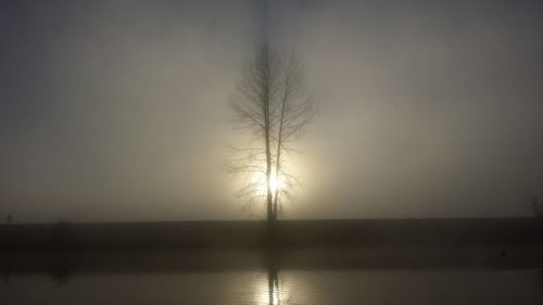 Silhouette tree by lake against sky during sunset