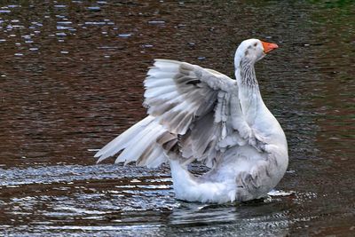 Close-up of duck in lake