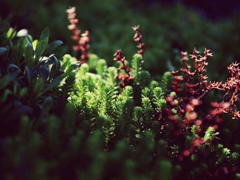 Close-up of plant