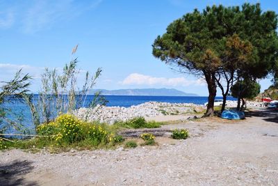 Trees on beach against sky