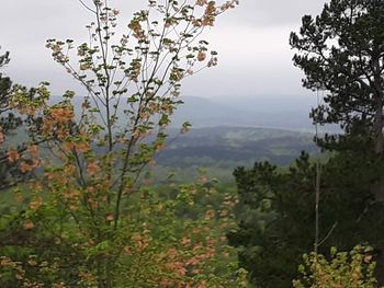 Scenic view of flowering plants and mountains against sky