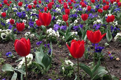 Close-up of red tulips blooming in field