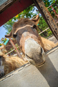 Close-up of a horse